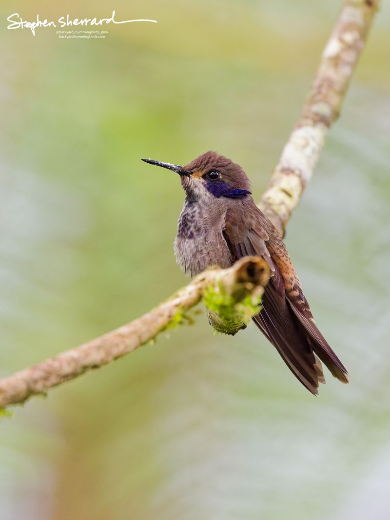 A relaxed, puffed-up immature Brown Violetear hummingbird perches on a mossy branch, its neck compressed and feathers ruffled into a rounded shape, showing a violet cheek patch.