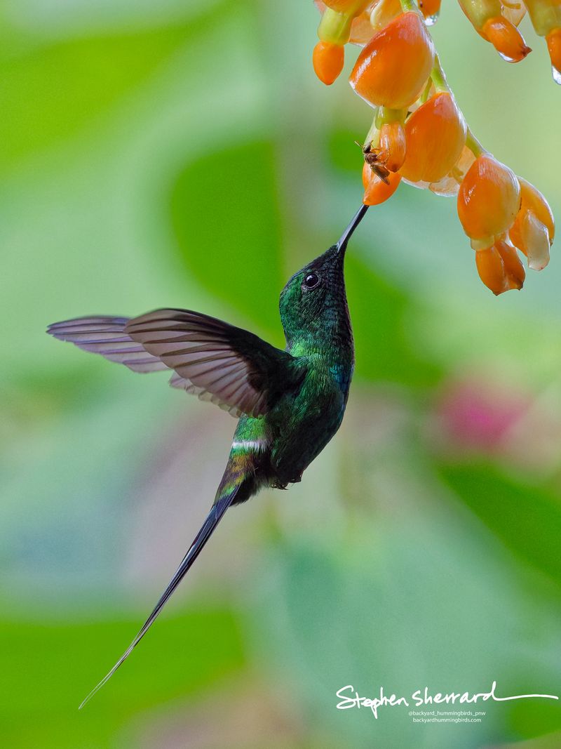 A side-profile shot of a male Green Thorntail hummingbird inserting its straight bill into an orange flower tube, its long tail pointing straight down to create a long, elegant line.