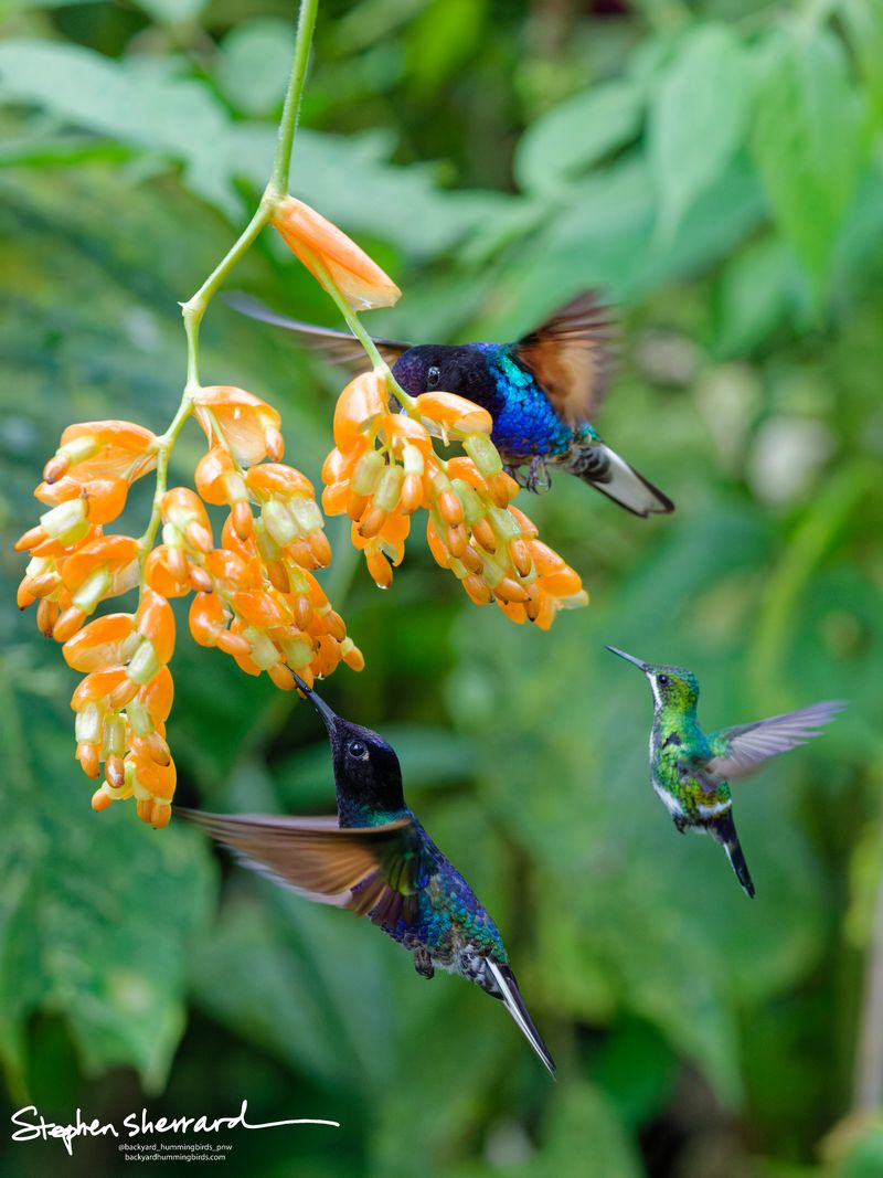 Two large Velvet-purple Coronets feed intently from an orange flower stalk while a tiny White-booted Racket-tail hovers off to the right side, waiting its turn.