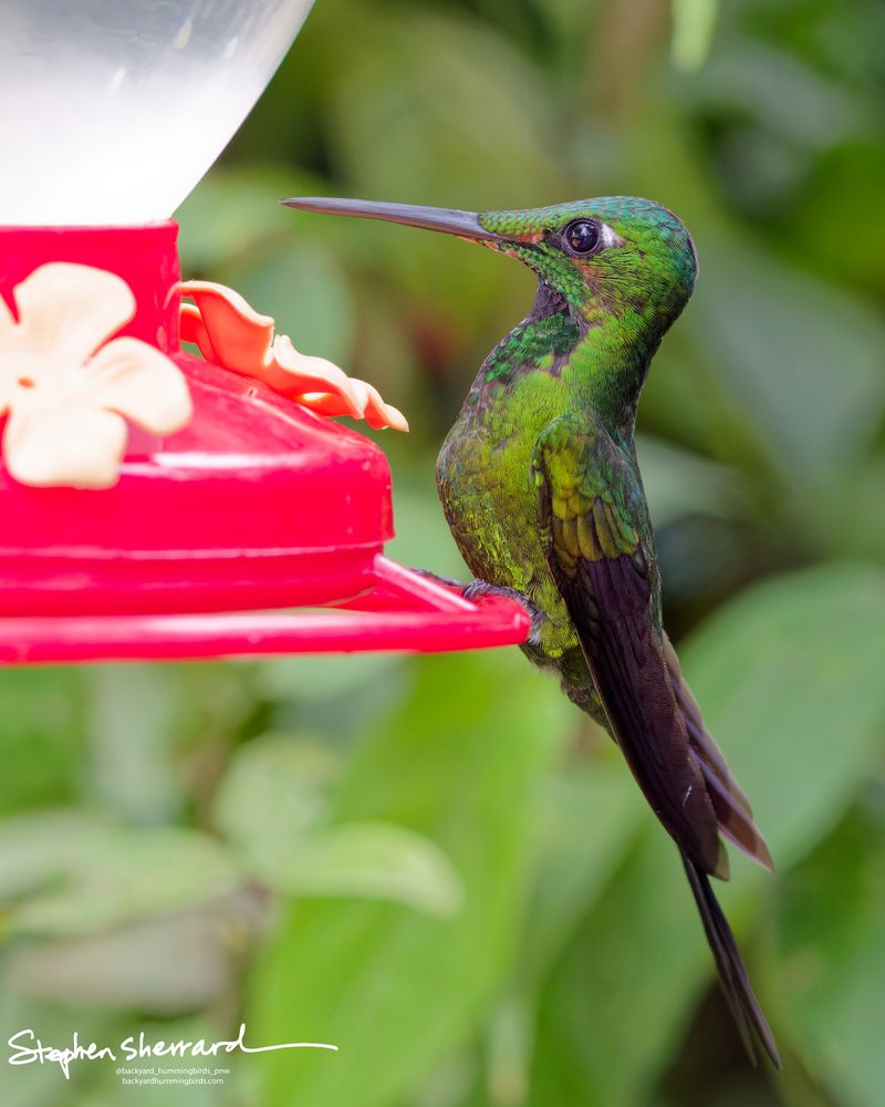 An adult male Green-crowned Brilliant hummingbird perches upright on a red plastic feeder rim, showing off its long straight bill, intense glittering green crown, and dense body feathers.