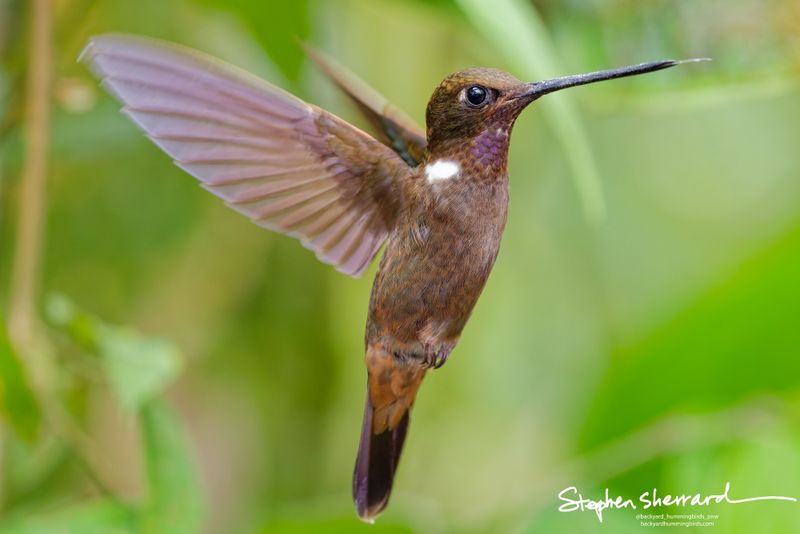 A side-profile shot of a male Brown Inca hummingbird hovering in mid-air, its wings caught mid-downstroke showing an elegant fan of translucent feathers.