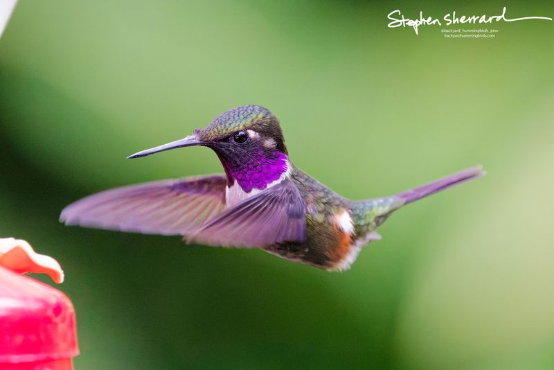A male Purple-throated Woodstar hummingbird hovers in a sharp side profile, displaying its brilliant iridescent magenta throat gorget, stark white breast band, and warm rufous flanks.