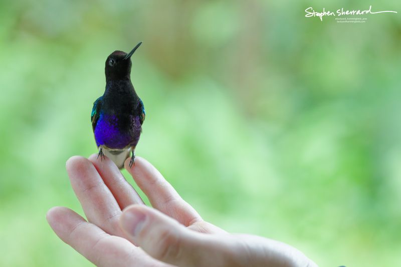 A frontal portrait of a Velvet-purple Coronet hummingbird perched safely on an extended index finger, its deep purple chest contrasting cleanly with a bright green background.
