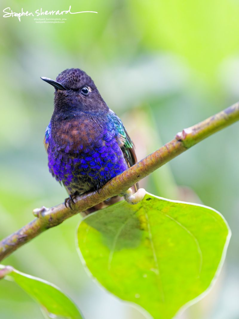 A close-up portrait of a relaxed, fluffed-out Velvet-purple Coronet hummingbird perched on a brown branch directly above a large vibrant green leaf.