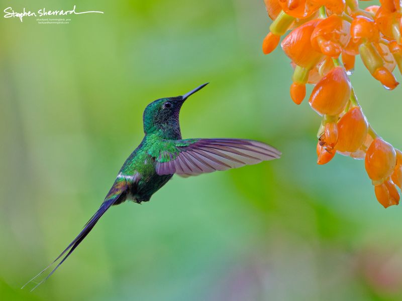 A male Green Thorntail hummingbird captured in a side profile hover near orange flowers, its wings swept back horizontally to emphasize its streamlined shape and iridescent green throat.