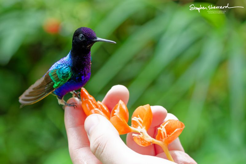 An adult Velvet-purple Coronet hummingbird perches delicately on a human finger holding an orange flower cluster. The bird's iridescent crown shines deep violet-purple, contrasting with its emerald-green shoulders and electric-blue body scales.