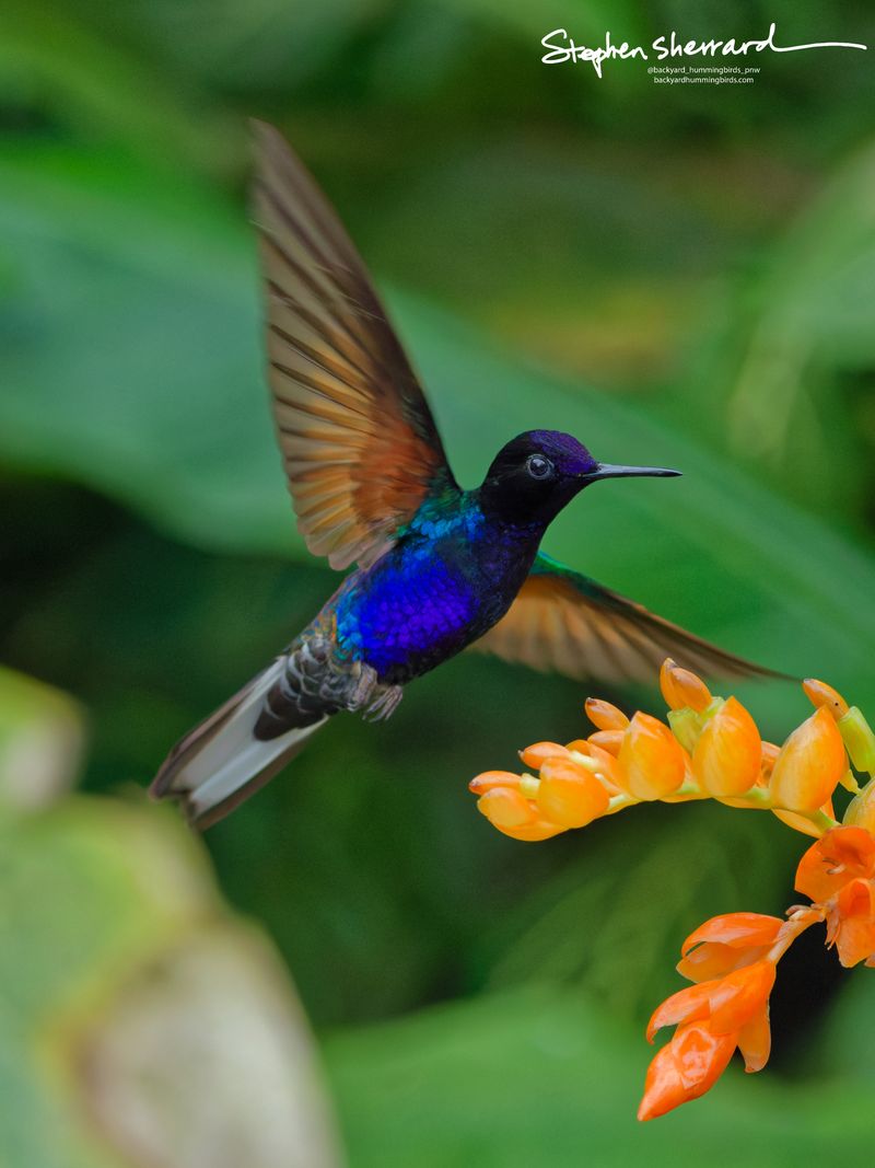 A Velvet-purple Coronet hummingbird hovers in mid-air near an orange flower stalk, wings swept back to reveal a warm rufous-cinnamon underwing coloration.