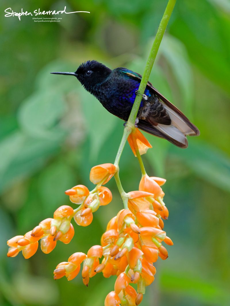 A side-profile view of a Velvet-purple Coronet hummingbird perching horizontally on a green stem directly above a hanging cluster of orange tubular flowers.