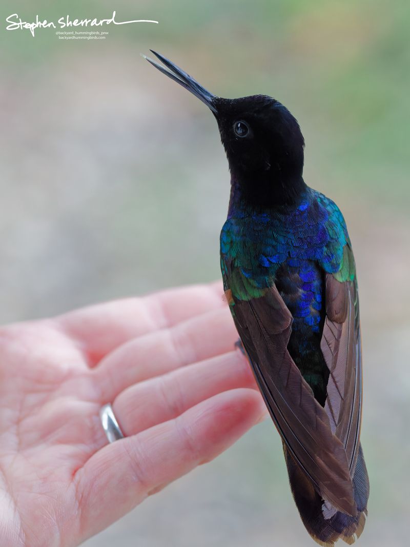 A back-view portrait of a Velvet-purple Coronet hummingbird perched on an open human hand, looking upward with its black bill slightly open against a soft blurred backdrop.