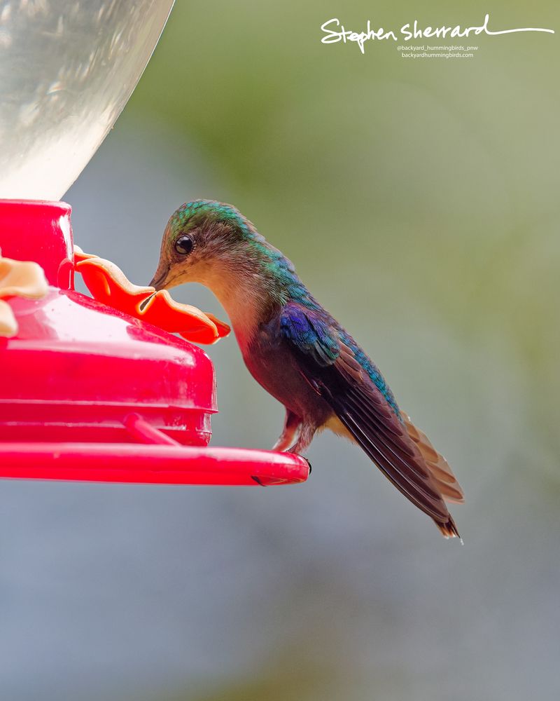 An immature male Crowned Woodnymph hummingbird perches on a red feeder rim. Its dingy gray underparts look falsely reddish-fawn due to reflected light from the plastic plastic structure, while its upperparts glint with iridescent green.