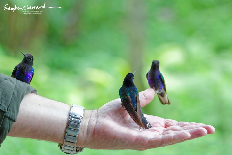Three Velvet-purple Coronets perch simultaneously on a person's green jacket sleeve and open hand in the cloud forest, their black heads and deep violet-blue chests detailed in sharp focus against a soft green background.