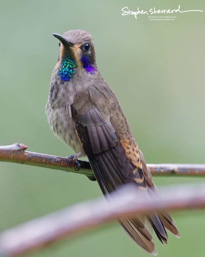 An extreme macro close-up portrait of a Brown Violetear hummingbird looking left over its shoulder, revealing immense definition in its scaly body feathers, violet ear patch, and iridescent throat.