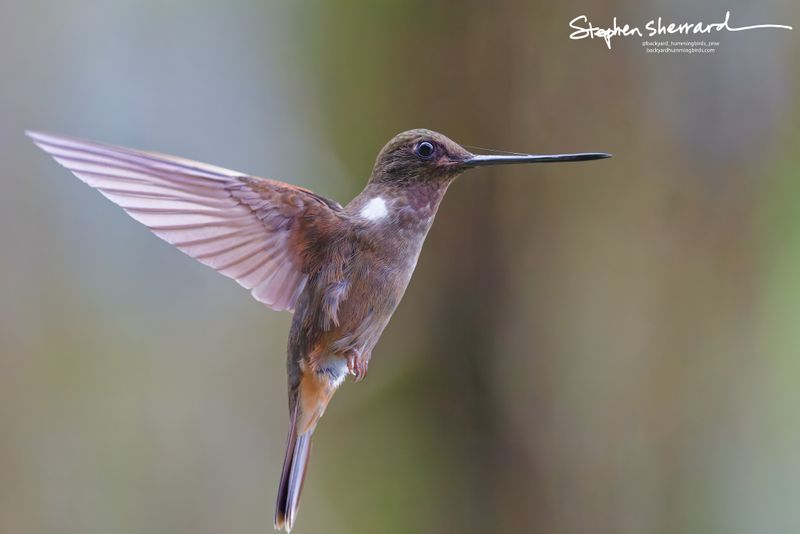 A clean side profile of a sleek Brown Inca hummingbird hovering with its wings sweeping horizontally straight back against a softly blurred, neutral background.