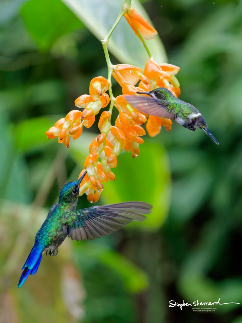 An immature male White-booted Racket-tail hovers near the top of an orange flower cluster, looking down at a much larger, iridescent green and blue immature male Violet-tailed Sylph feeding below it.