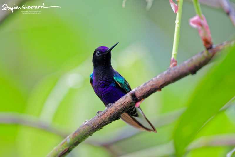 A Velvet-purple Coronet hummingbird perches alertly on a mossy, diagonal branch against a bright green background, looking up and to the right with its deep indigo breast fully visible.
