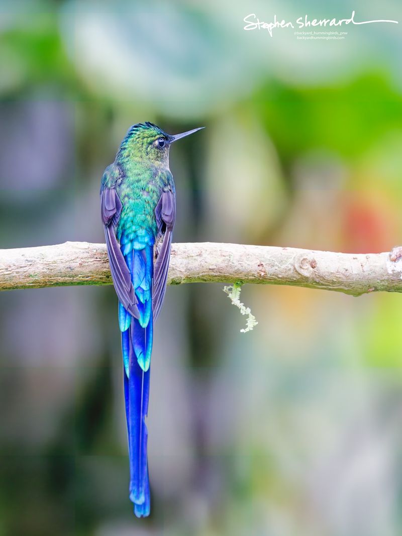 An extraordinary, perfectly symmetrical rear portrait of an adult male Violet-tailed Sylph hummingbird perching on a bare horizontal branch, its magnificent blue-purple tail streamers trailing straight down.