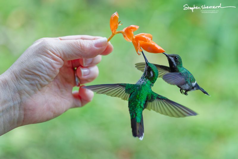 Two White-booted Racket-tail hummingbirds hovering in perfect synchrony under a hand-held flower. One bird faces directly away, perfectly displaying its fuzzy white leg puffs or boots.