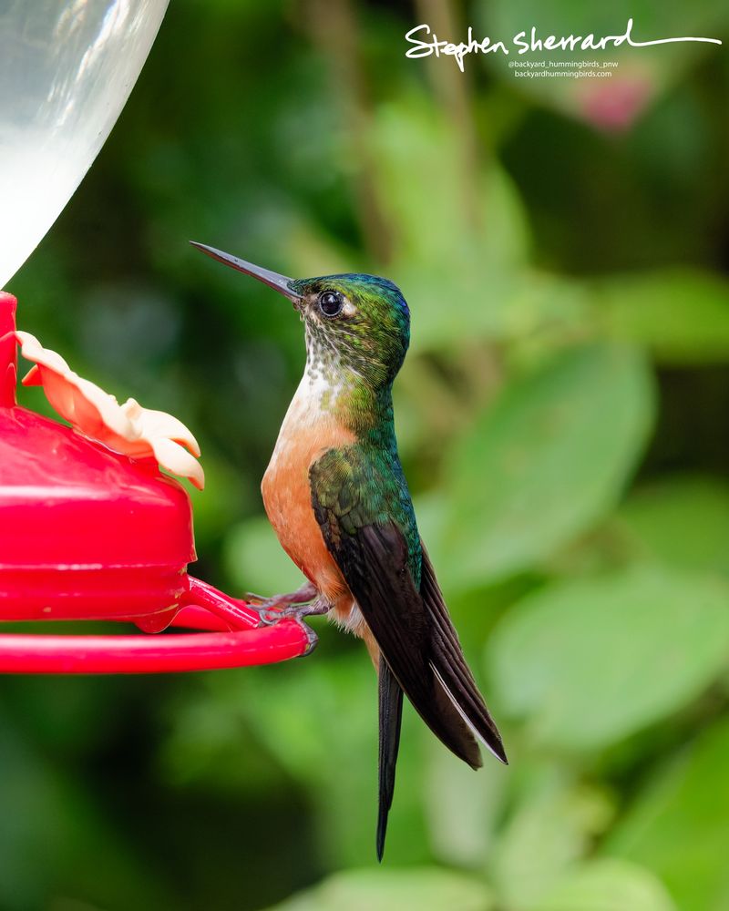 An adult female Violet-tailed Sylph hummingbird perches on a red feeder rim. She displays a shimmering blue-teal crown, a white throat heavily speckled with green, a rich cinnamon-rufous underbelly, and a long dark tail.