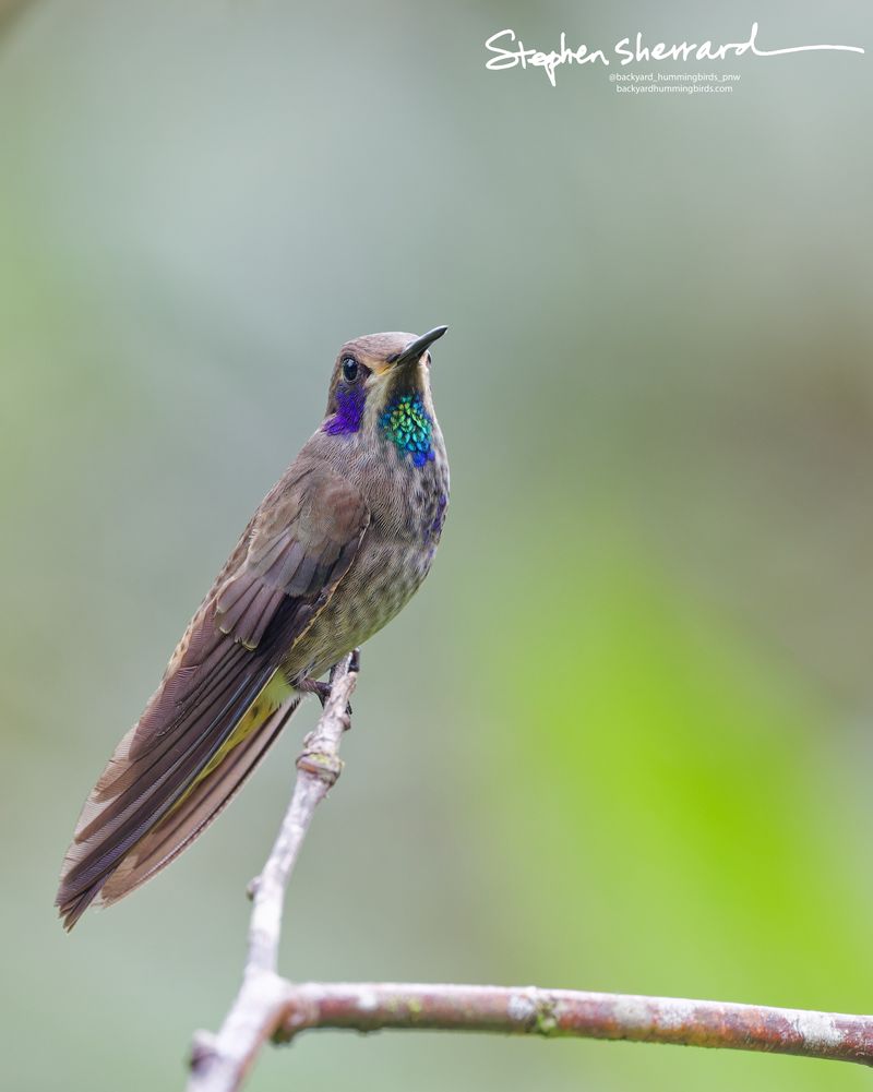 An adult Brown Violetear hummingbird perches alertly on a bare branch against a soft green background, displaying its deep violet ear patches and a glittering emerald-and-blue throat patch.