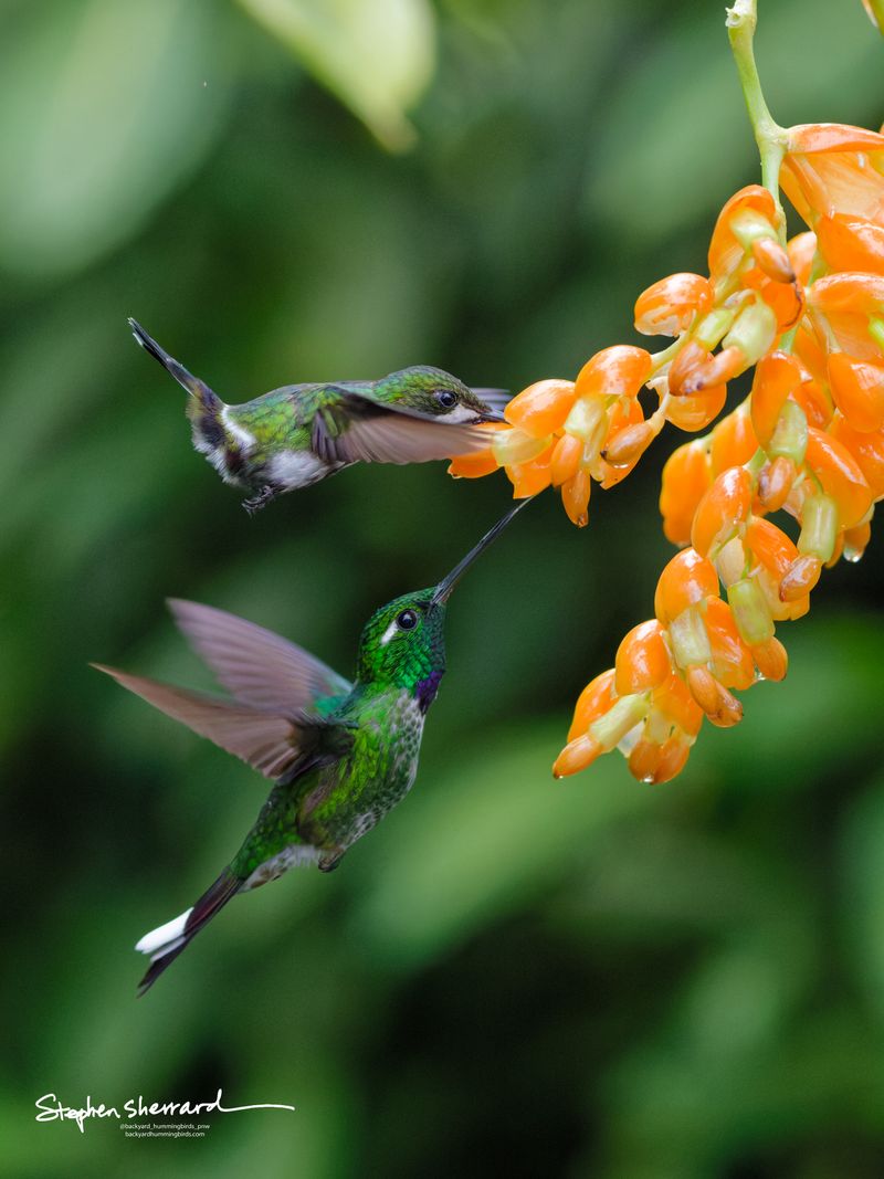 A tiny immature male White-booted Racket-tail hummingbird with a speckled throat feeds from the top of an orange blossom, while a vibrant adult male Purple-bibbed Whitetip probes a lower bloom simultaneously.