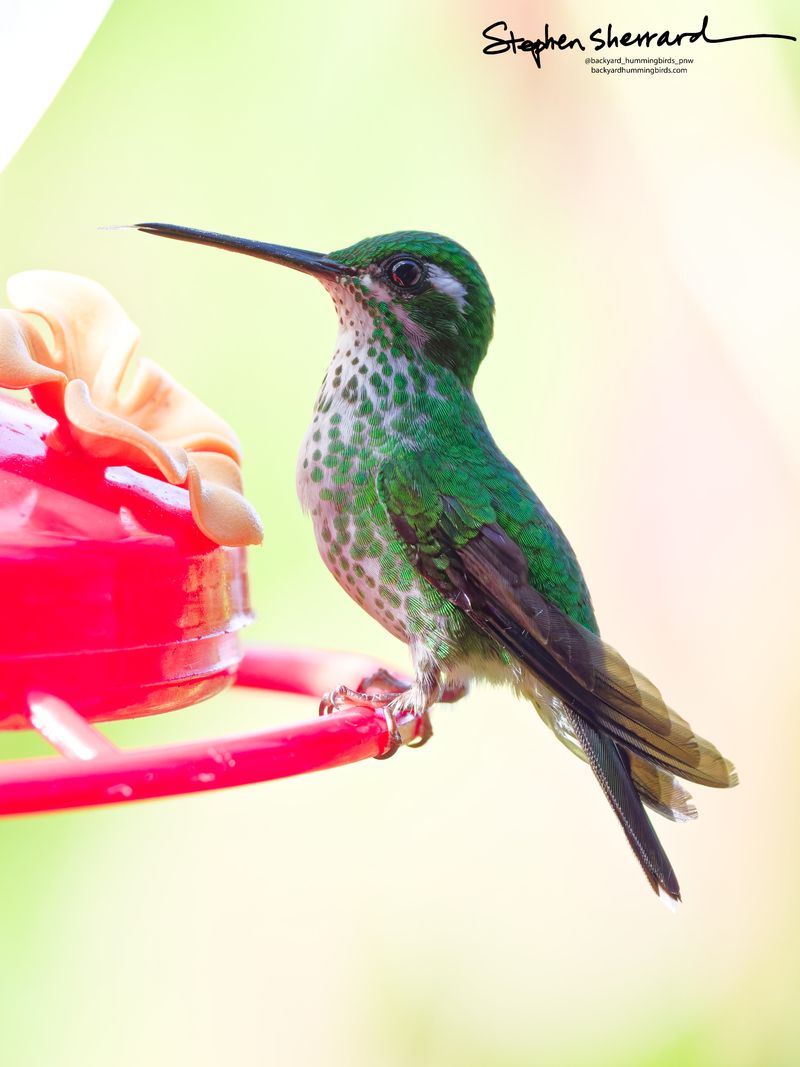 A female Green-crowned Brilliant hummingbird perches on a red feeder rim. Her plumage features a white underside densely spotted with bright green scales, a white cheek stripe, and an emerald back.