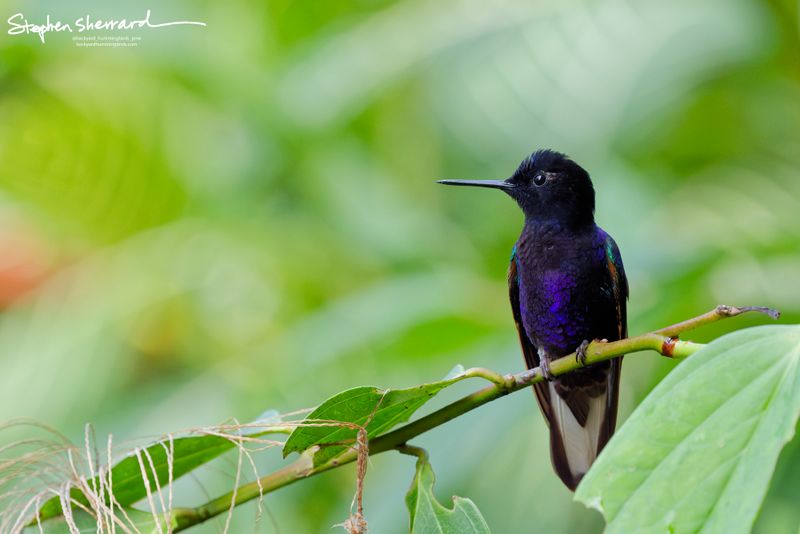 A front-facing view of a Velvet-purple Coronet hummingbird perching on a thin green branch, its chest blazing with intensely saturated, neon-violet breast scales against a creamy background bokeh.