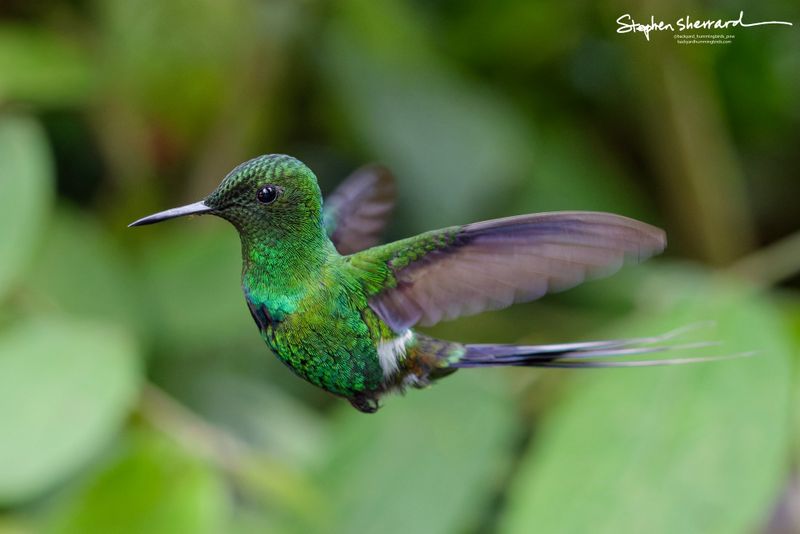 A male Green Thorntail hummingbird flying horizontally across a lush green background, its long wire-like tail trailing perfectly level behind it.