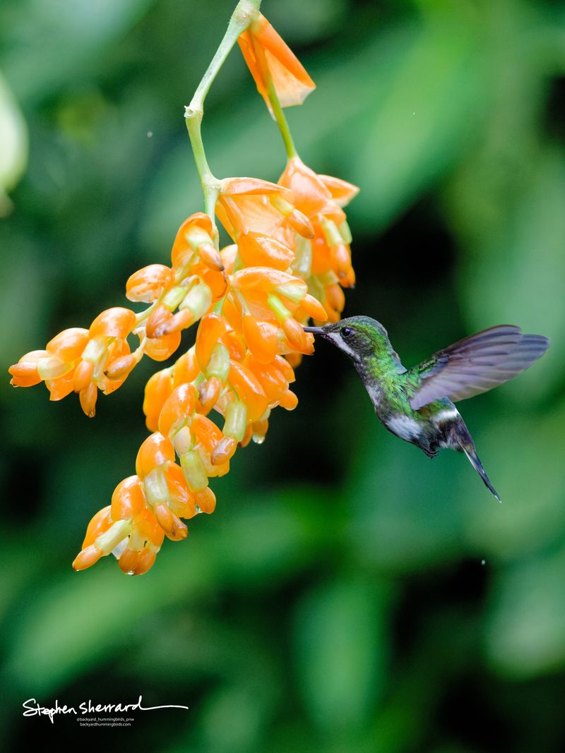 Side profile of an immature male White-booted Racket-tail hummingbird hovering to feed on a hanging orange flower cluster against a lush green background.