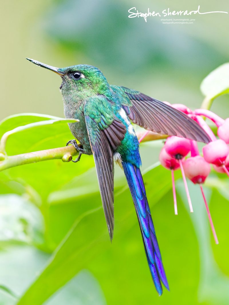 A male Violet-tailed Sylph perches on a branch next to hanging pink flowers, extending its left wing fully upward in a beautiful stretch that highlights individual primary feathers.