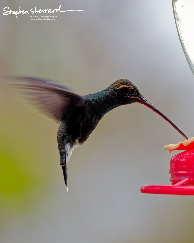 A White-whiskered Hermit hummingbird frozen in a rock-steady hover at a feeder port, its tail pointing straight down to display a clean white tip on the central feathers.