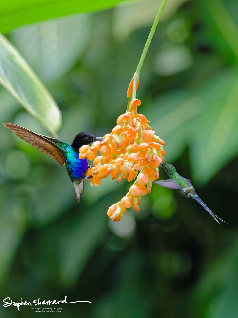 A Velvet-purple Coronet feeds from a hanging orange flower cluster, its chest glowing with intense indigo blue, while a male Violet-tailed Sylph hovers closely on the right side with its long, iridescent blue-purple tail fanned out downward.