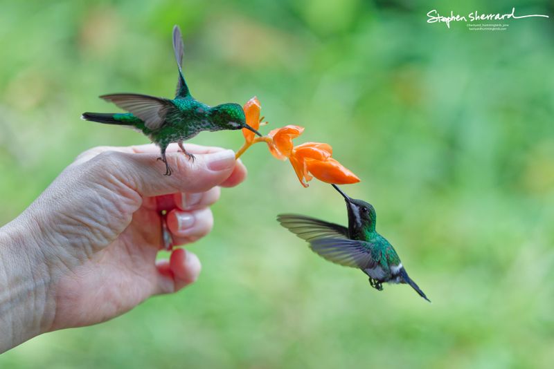 Two tiny White-booted Racket-tail hummingbirds sharing a handheld orange flower. One is perched comfortably on an index finger while the second hovers underneath to feed.