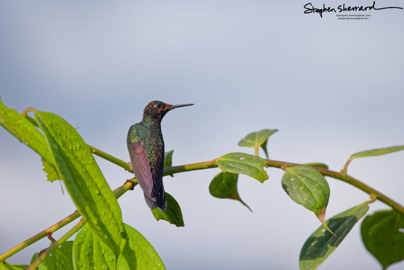 A Brown Inca hummingbird perches on a curved green vine against a pale sky, showing its deep bronzy-brown upperparts and a tiny white neck spot.