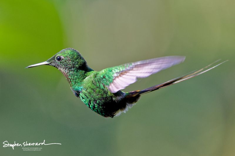 An adult male Green Thorntail hummingbird glides through the air in a perfect horizontal profile, displaying its brilliant emerald-green plumage and long, deeply forked, needle-thin tail feathers.