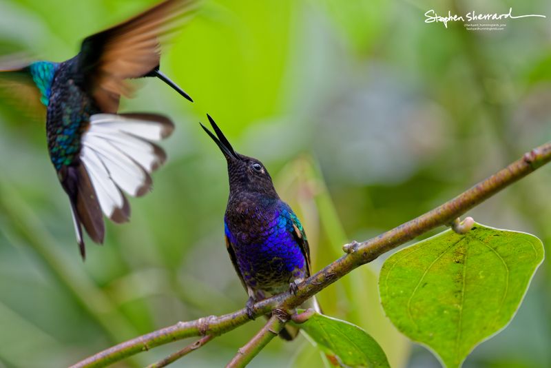 A high-drama action shot of a Velvet-purple Coronet perched defensively on a branch with its beak wide open, looking upward at a second coronet diving in aggressively from the upper left with its white tail feathers fully fanned.