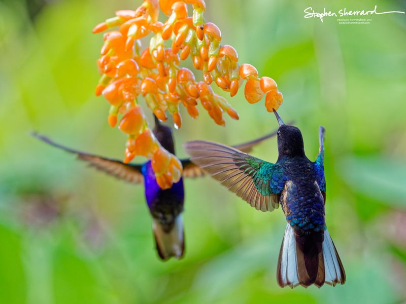 Rear view of a Velvet-purple Coronet hovering under orange flowers, its upper back blazing with brilliant emerald-turquoise iridescence and its tail widely fanned to reveal bold white outer feathers, while a second coronet is blurred in the background.