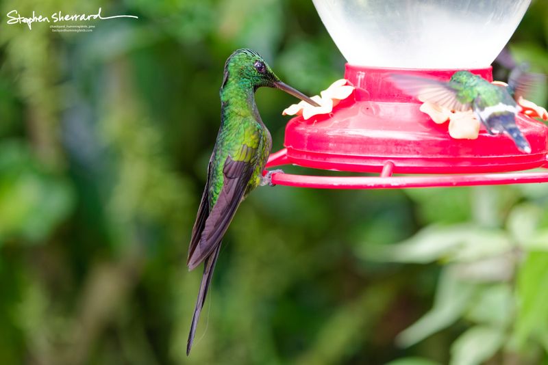 A side-back view of an adult male Green-crowned Brilliant hummingbird perched on a red feeder rim, with a second blurry hummingbird captured mid-flight in the distant background.