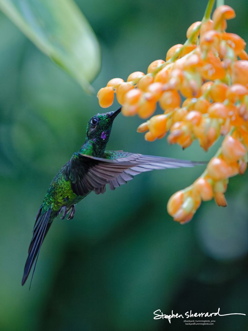 An adult male Green-crowned Brilliant hummingbird hovers dynamically in mid-air as it probes a cluster of orange flowers. Its deep green body glitters in the light, and its throat patch flares with a brilliant iridescent violet spot.