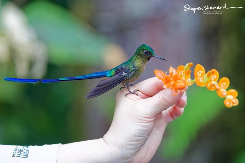 An adult male Violet-tailed Sylph hummingbird perches calmly on a person's index finger while feeding from a cluster of orange flowers held in the hand, its massive blue tail extending perfectly horizontally.
