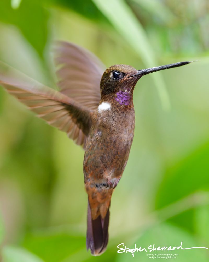A sharp close-up of an adult male Brown Inca hummingbird hovering vertically, wings sweeping back, with its throat patch catching direct light to display a brilliant violet-purple iridescence.