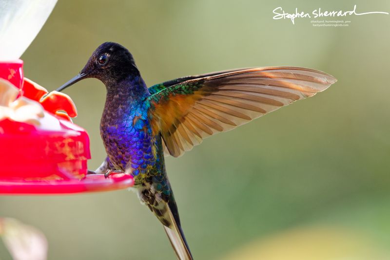 A Velvet-purple Coronet hummingbird pauses at a red feeder port with its right wing extended horizontally, revealing a brilliant flash of warm coppery-cinnamon underwing feathers.