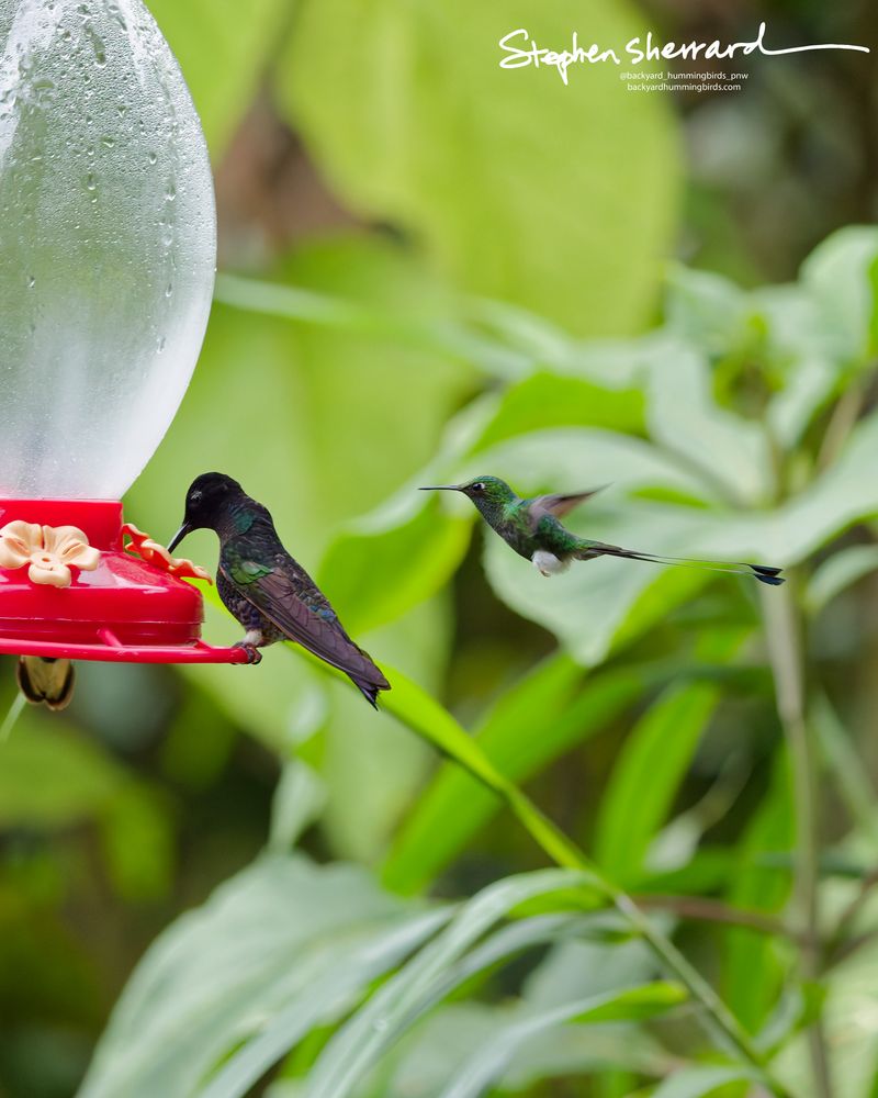 A Velvet-purple Coronet sips from a red hummingbird feeder while a fully mature male White-booted Racket-tail flies in a sleek horizontal line towards the station, its long racket-tipped tail streaming straight out behind it.