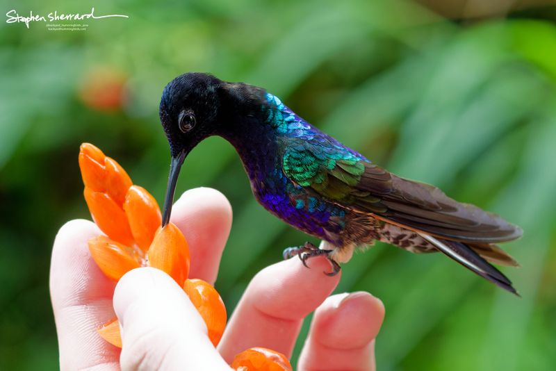 A Velvet-purple Coronet hummingbird perches securely on a person's index finger, lowering its head to drink from an orange flower cluster held in the hand, its iridescent green mantle glistening clearly.