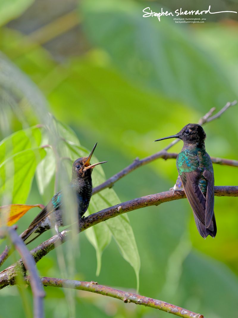 An exceptional behavioral shot of a fluffy, dark juvenile Velvet-purple Coronet perched on a mossy branch with its beak opened wide, begging or vocalizing towards an adult Velvet-purple Coronet perched calmly on its right.