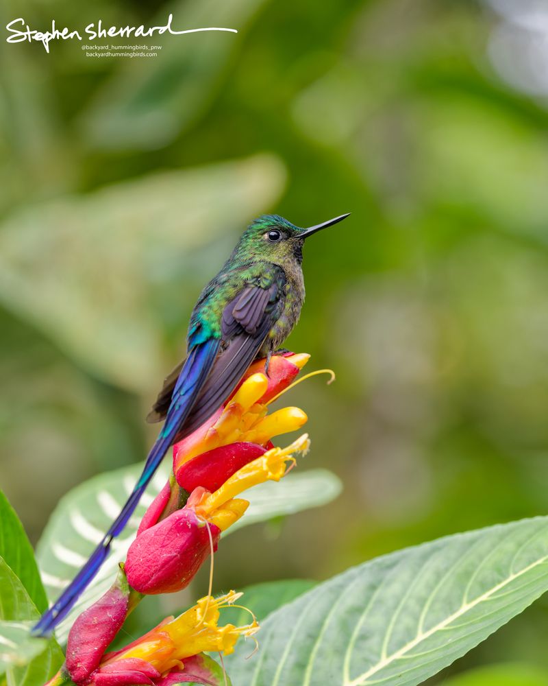Side profile of an adult male Violet-tailed Sylph perching on a pink and yellow flower stalk, its impossibly long, iridescent blue-purple tail streamers sweeping down across the frame.