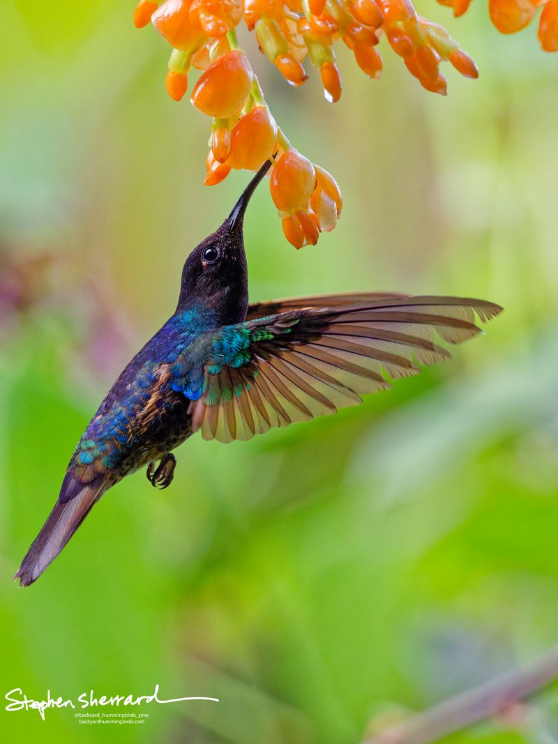 A side-angle view of a Velvet-purple Coronet hummingbird hovering beneath orange tubular flowers. Its wings are spread wide to expose coppery linings, and its body glows with structural blue and green highlights.
