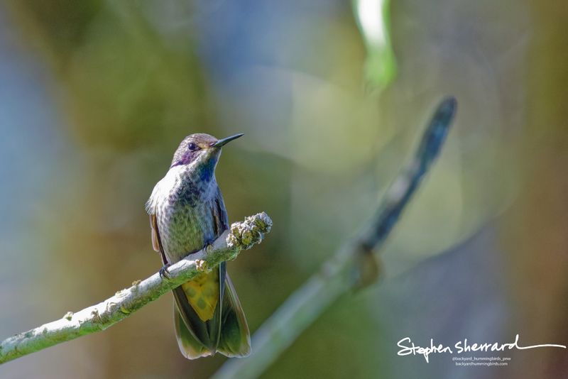 An adult Brown Violetear hummingbird perches gracefully on a lichen-draped branch, looking up and to the right as its metallic green-to-indigo throat patch captures a pocket of soft canopy light.