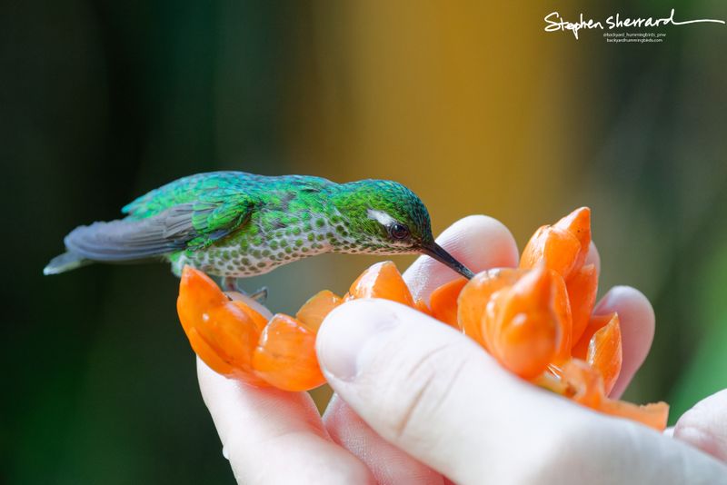 A female Green-crowned Brilliant hummingbird leans down, inserting its bill into a handheld orange flower cluster while perched gently on a thumb.