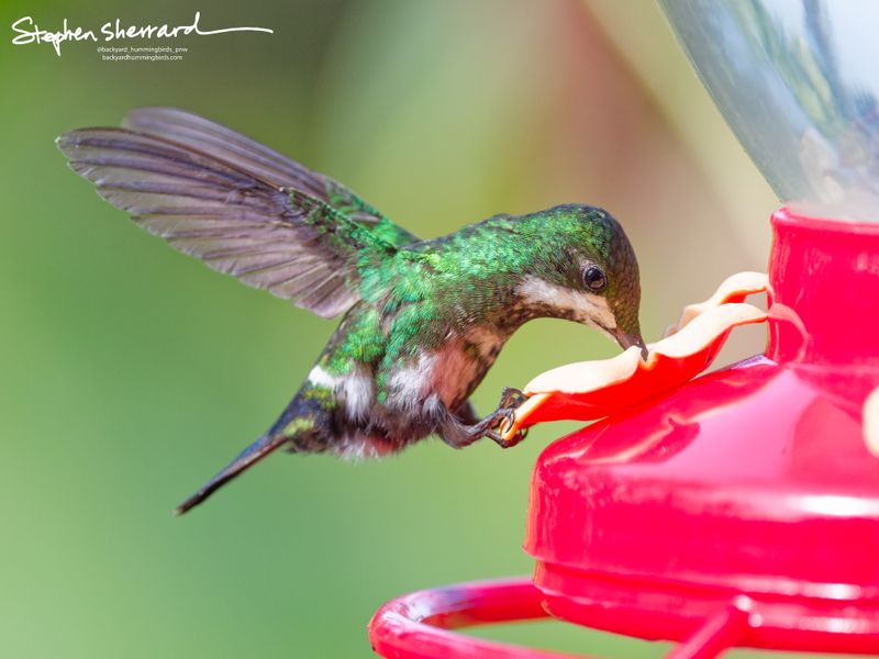 An immature male White-booted Racket-tail hummingbird hovers with wings raised as it drinks from a red feeder port, its signature white downy leg tufts prominently on display as it grips the edge.