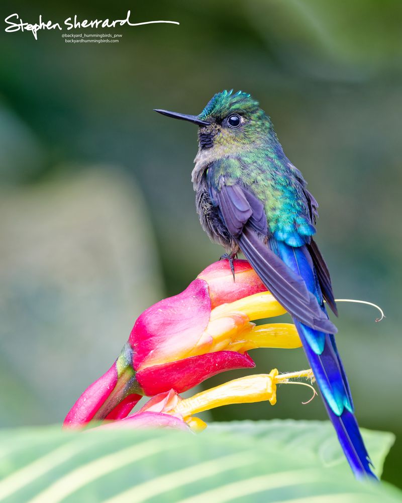 A stunning male Violet-tailed Sylph hummingbird perches gracefully atop a vibrant pink and yellow tropical flower stalk, its long iridescent violet-blue tail trailing elegantly down to the bottom right.